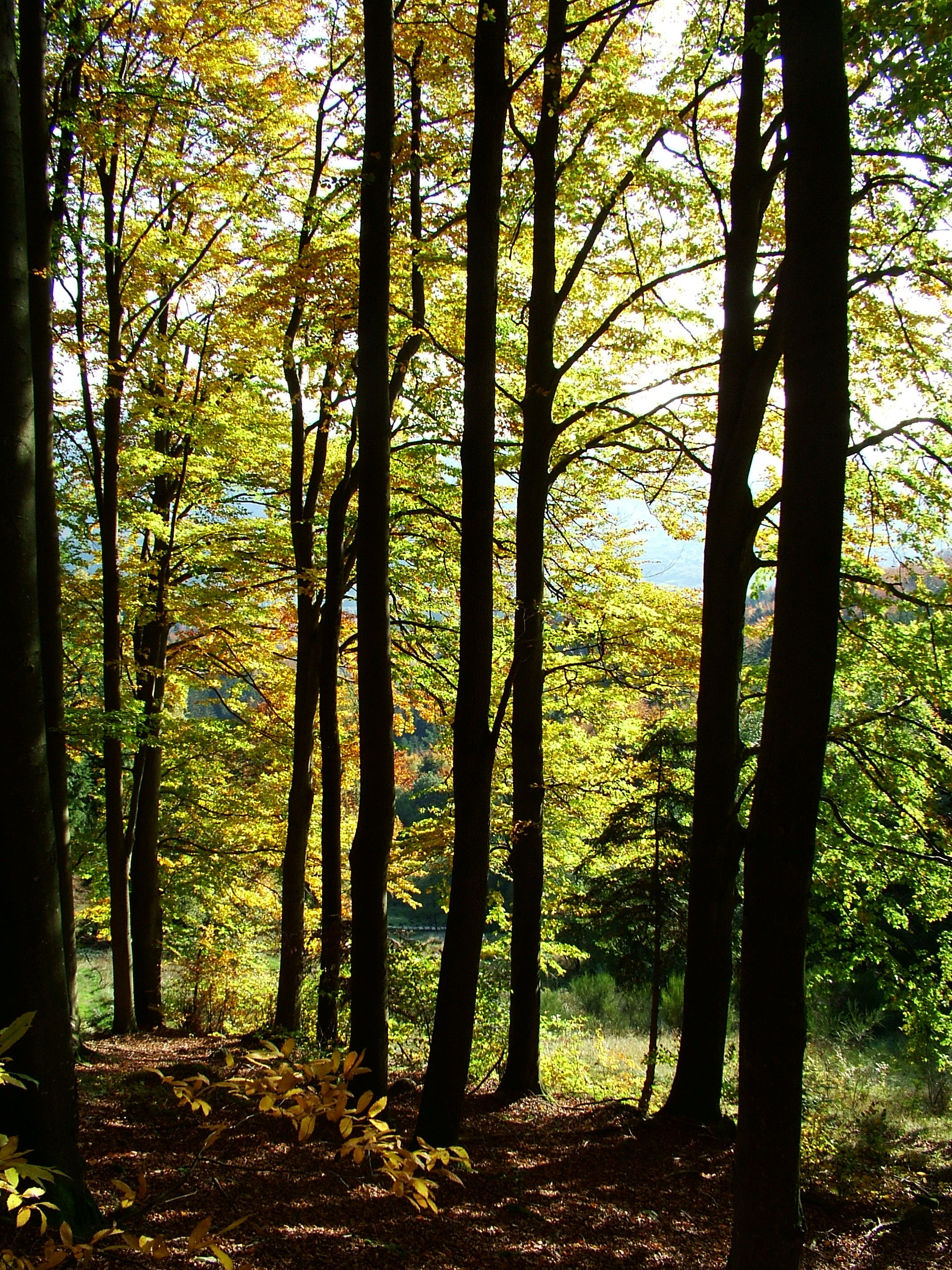 Herbstwald